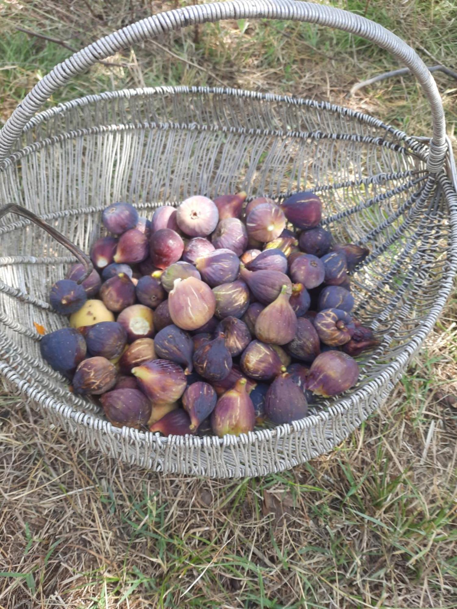 הוילה Përmet Bujtina Lugina E Vjoses מראה חיצוני תמונה